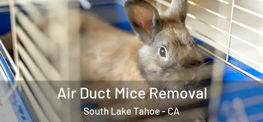 Air Duct Mice Removal South Lake Tahoe - CA